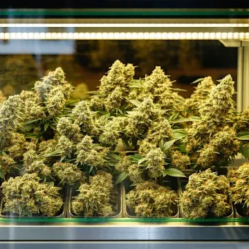 Frosted Nug Red Bank Unleashes Major Discounts on Flower, Vapes, Concentrates, and Edibles